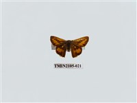 藏品(竹橙斑弄蝶)的圖片